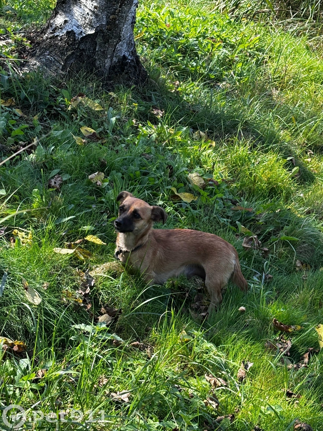 Найдена собака в Владивостоке — фото объявления