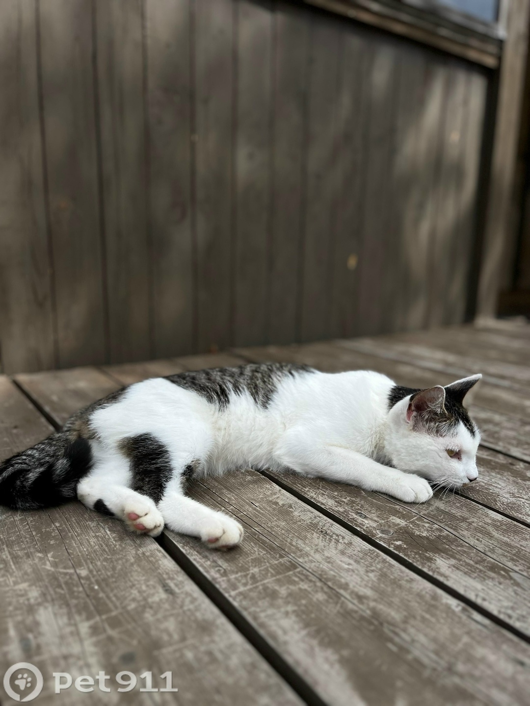 Пропала кошка в Владивостоке — фото объявления