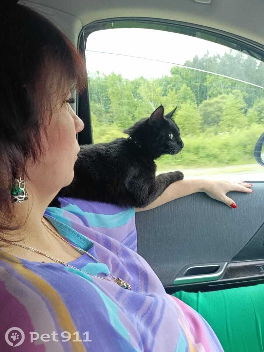 Пропала кошка в Владивостоке — фото объявления