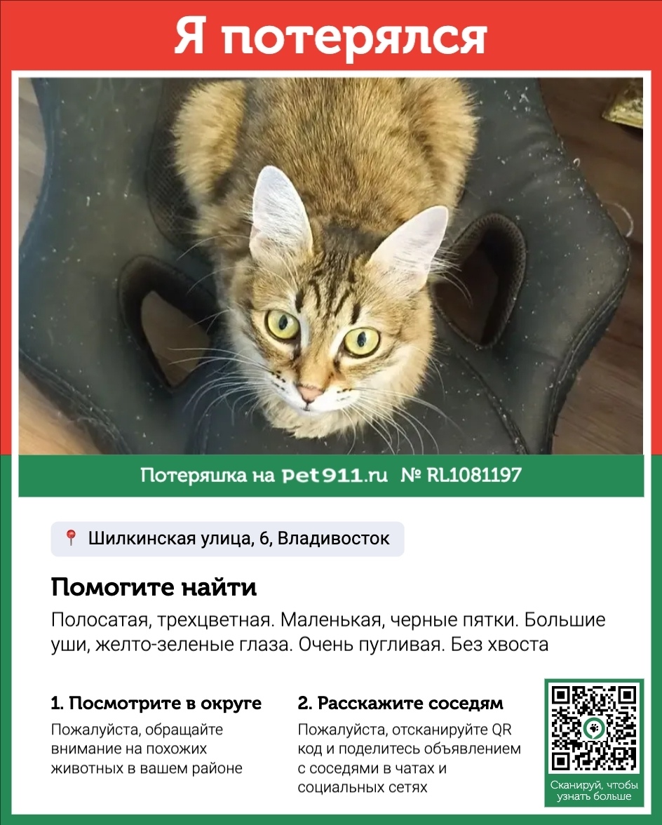 Пропала кошка в Владивостоке — фото объявления