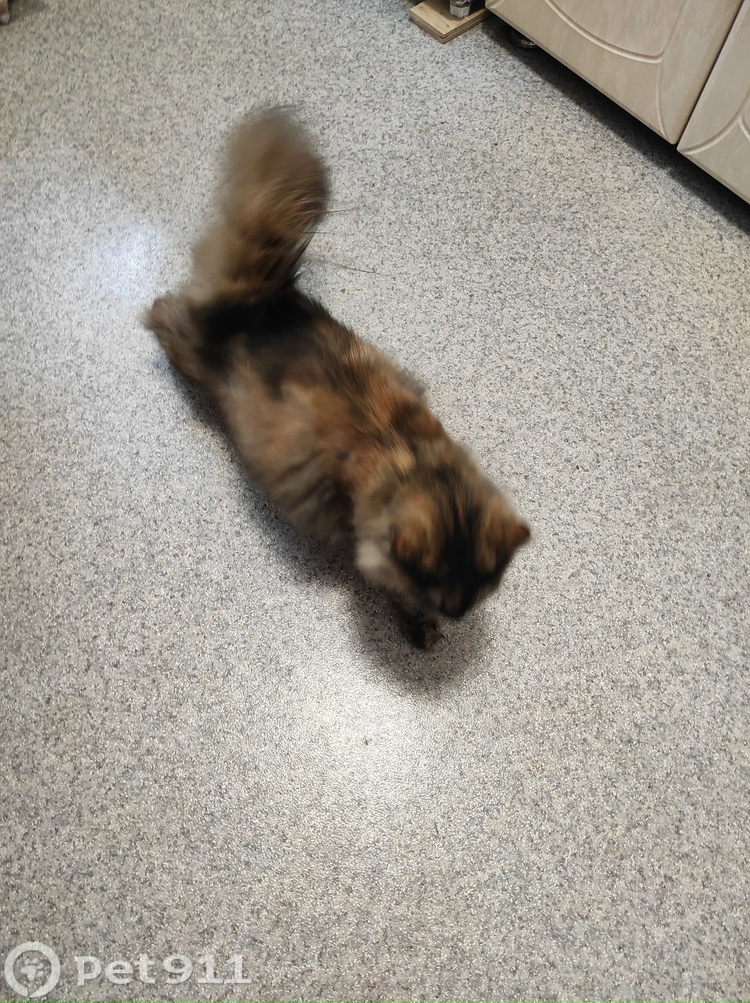 Найдена кошка в Владивостоке — фото объявления