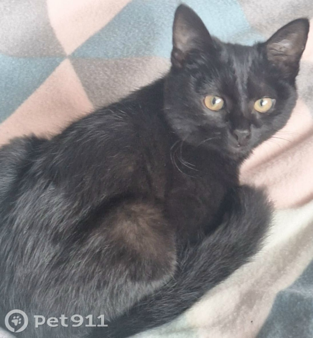 Пропала кошка в Владивостоке — фото объявления