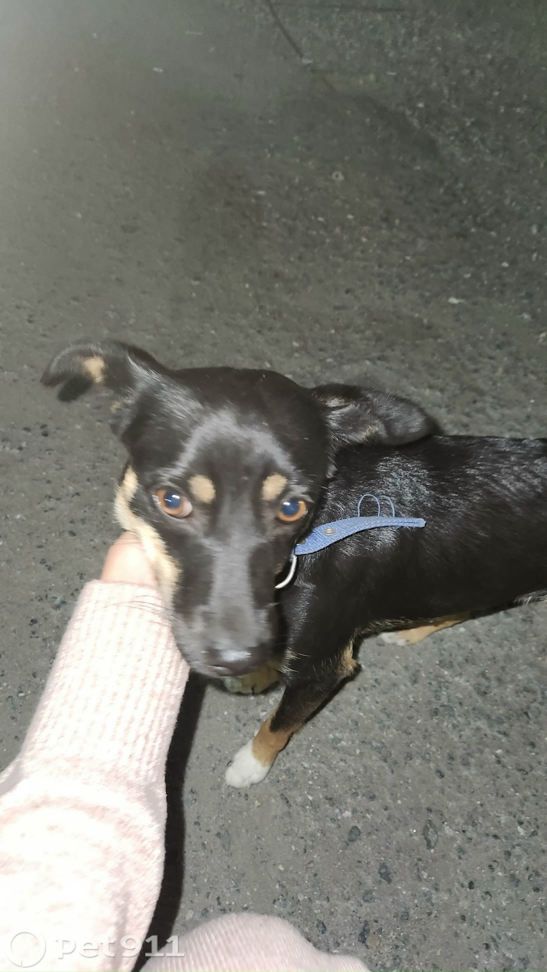 Найдена собака в Владивостоке — фото объявления