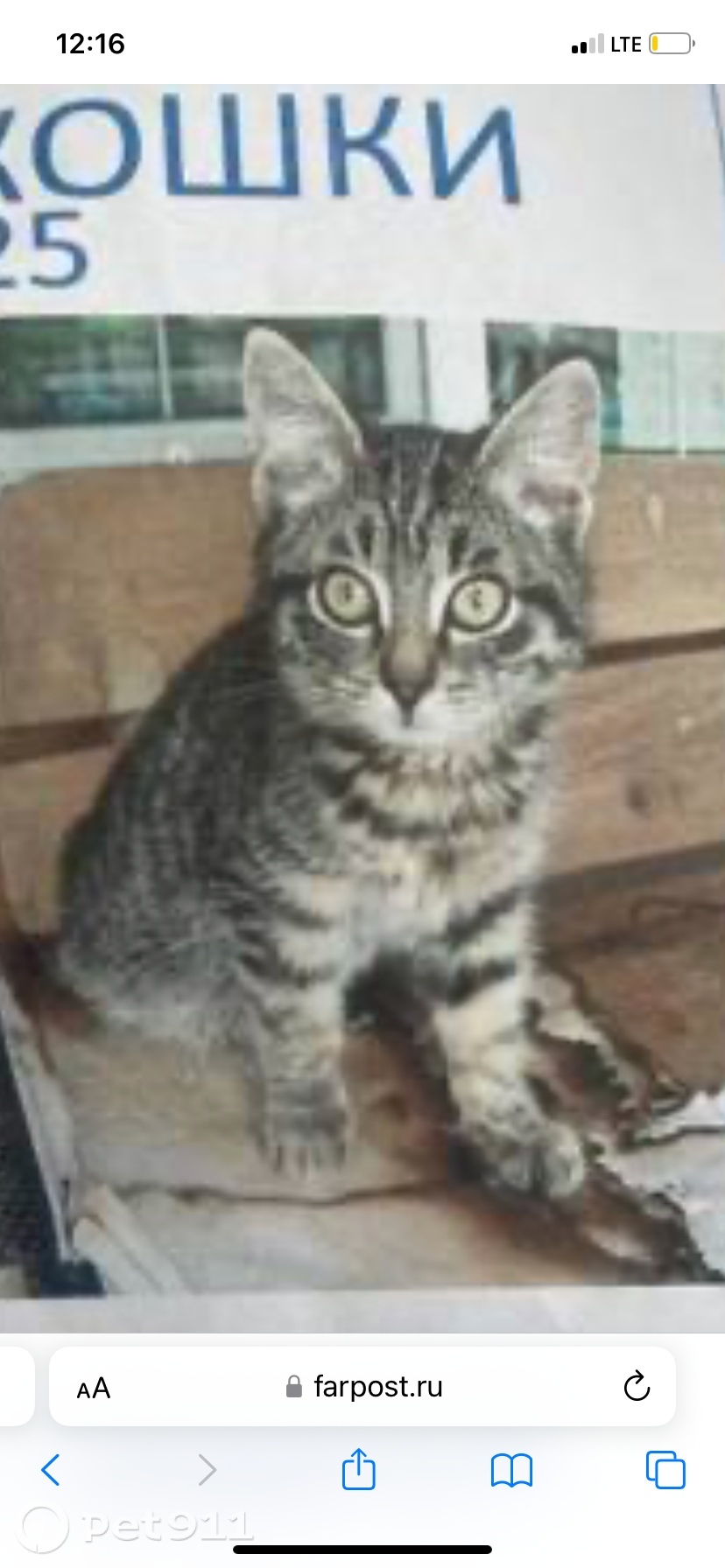 Пропала кошка в Владивостоке — фото объявления