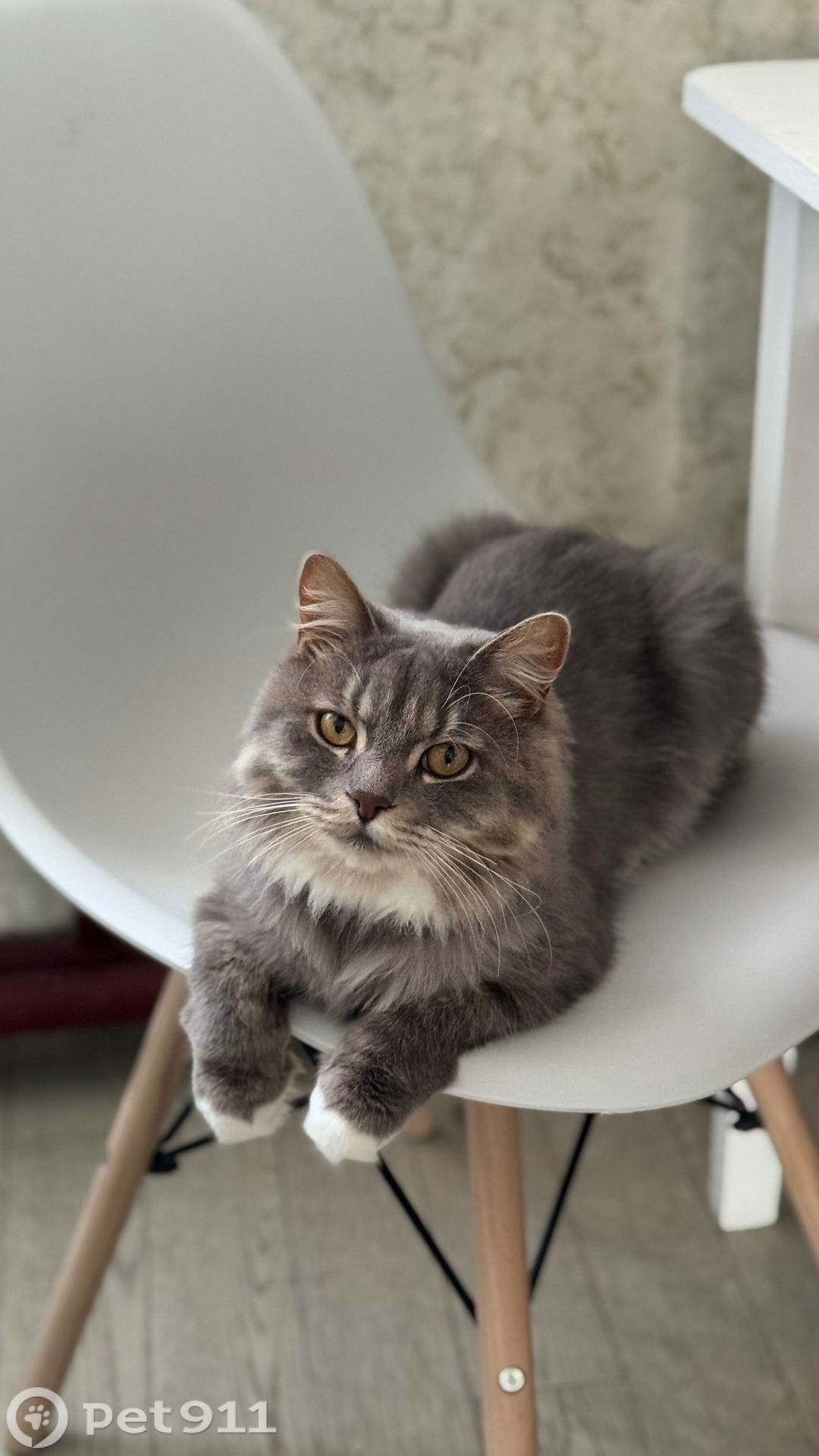 Пропала кошка в Владивостоке — фото объявления