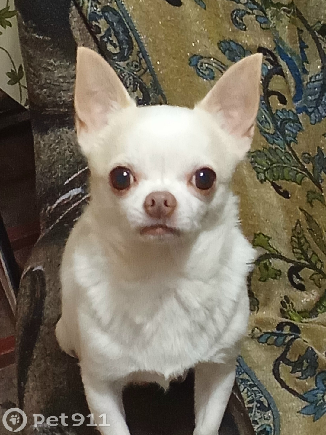 Пропала собака в Владивостоке — фото объявления