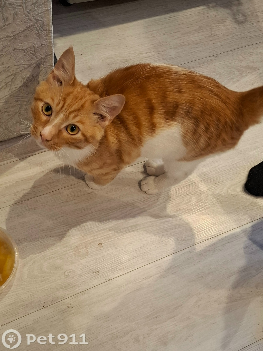 Найдена кошка в Владивостоке — фото объявления