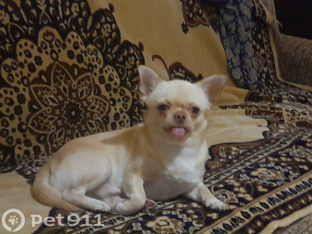 Пропала собака в Владивостоке — фото объявления