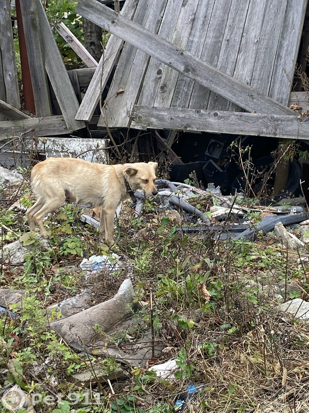Найдена собака в Владивостоке — фото объявления