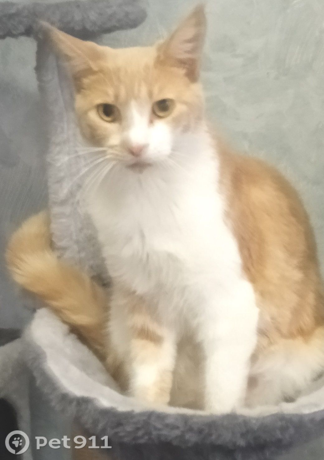 Пропала кошка в Владивостоке — фото объявления