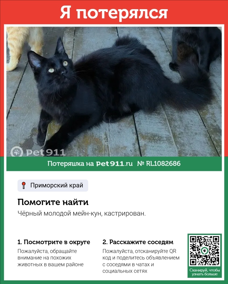Пропала кошка в Владивостоке — фото объявления