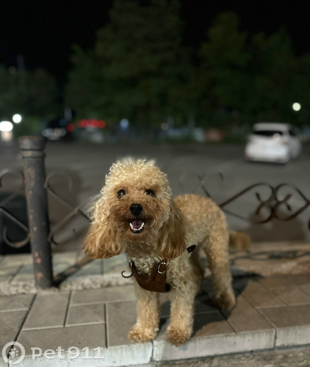 Пропала собака в Владивостоке — фото объявления