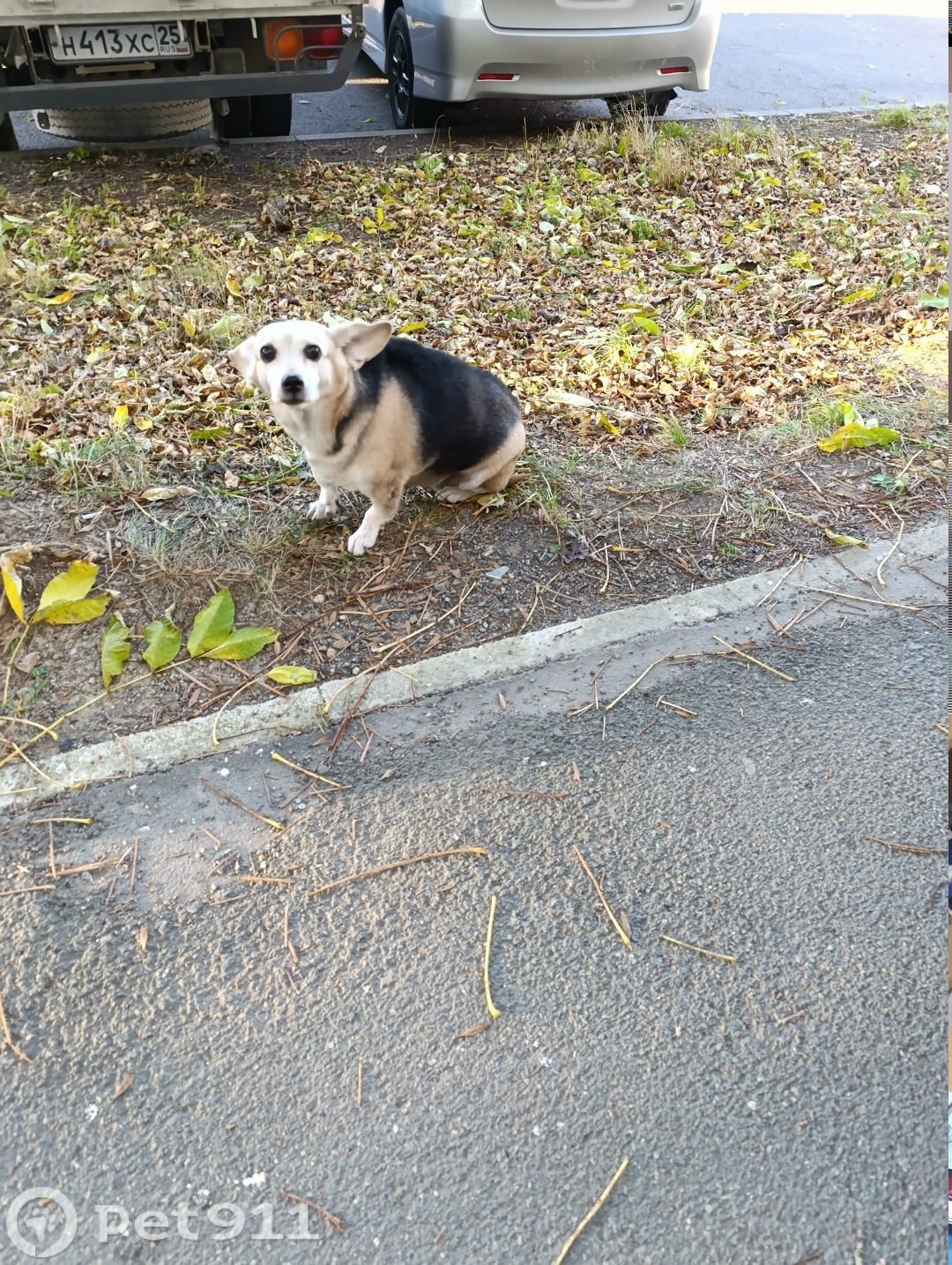 Найдена собака в Владивостоке — фото объявления