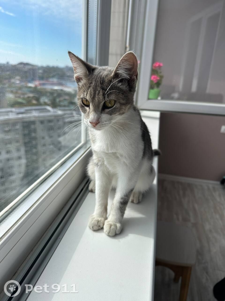 Найдена кошка в Владивостоке — фото объявления