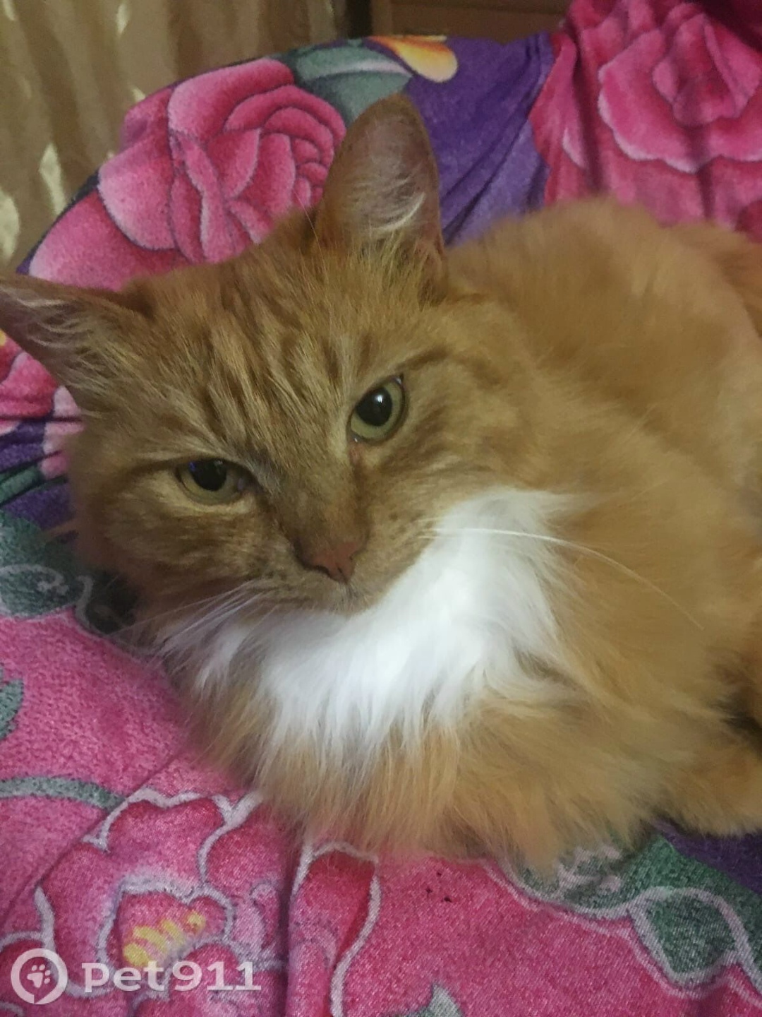 Пропала кошка в Владивостоке — фото объявления