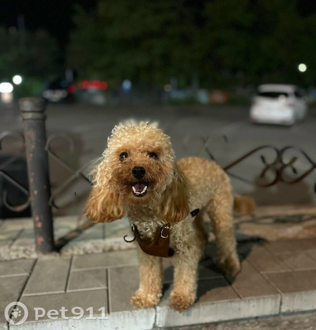 Пропала собака в Владивостоке — фото объявления