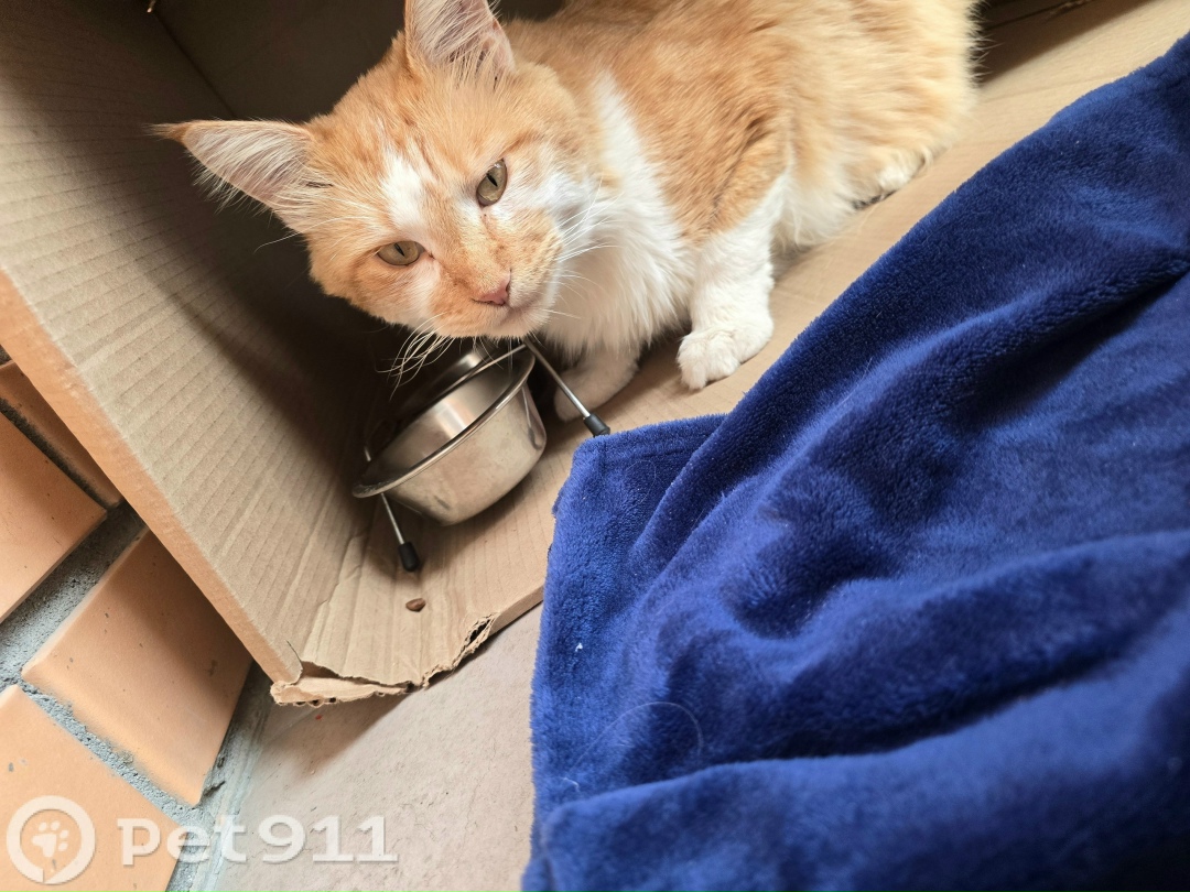 Найдена кошка в Владивостоке — фото объявления