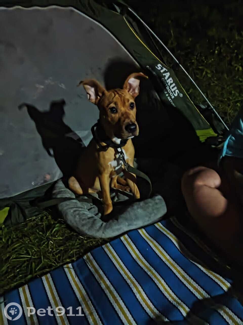 Пропала собака в Владивостоке — фото объявления