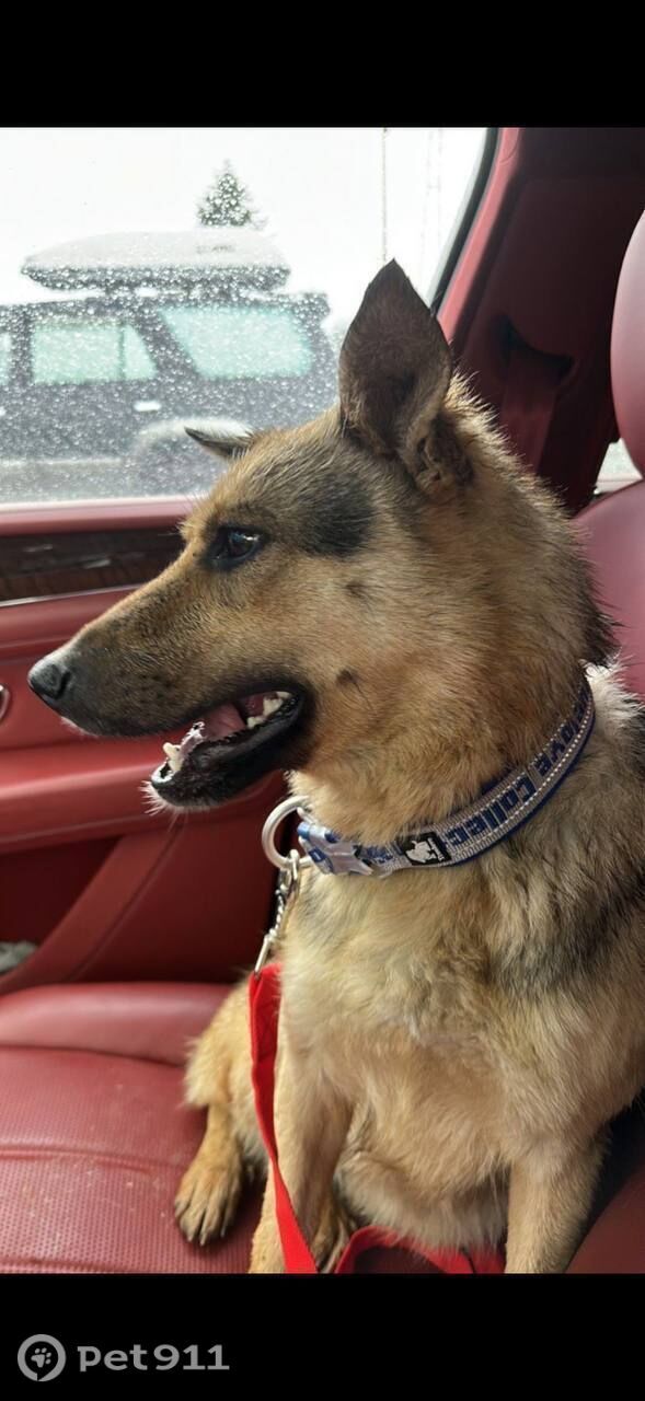 Найдена собака в Владивостоке — фото объявления