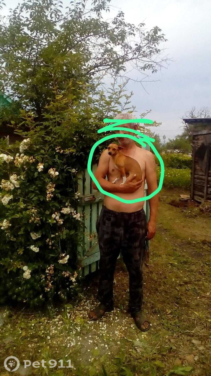 Пропала собака в Владивостоке — фото объявления