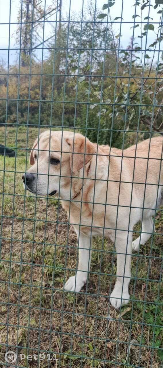 Найдена собака в Владивостоке — фото объявления
