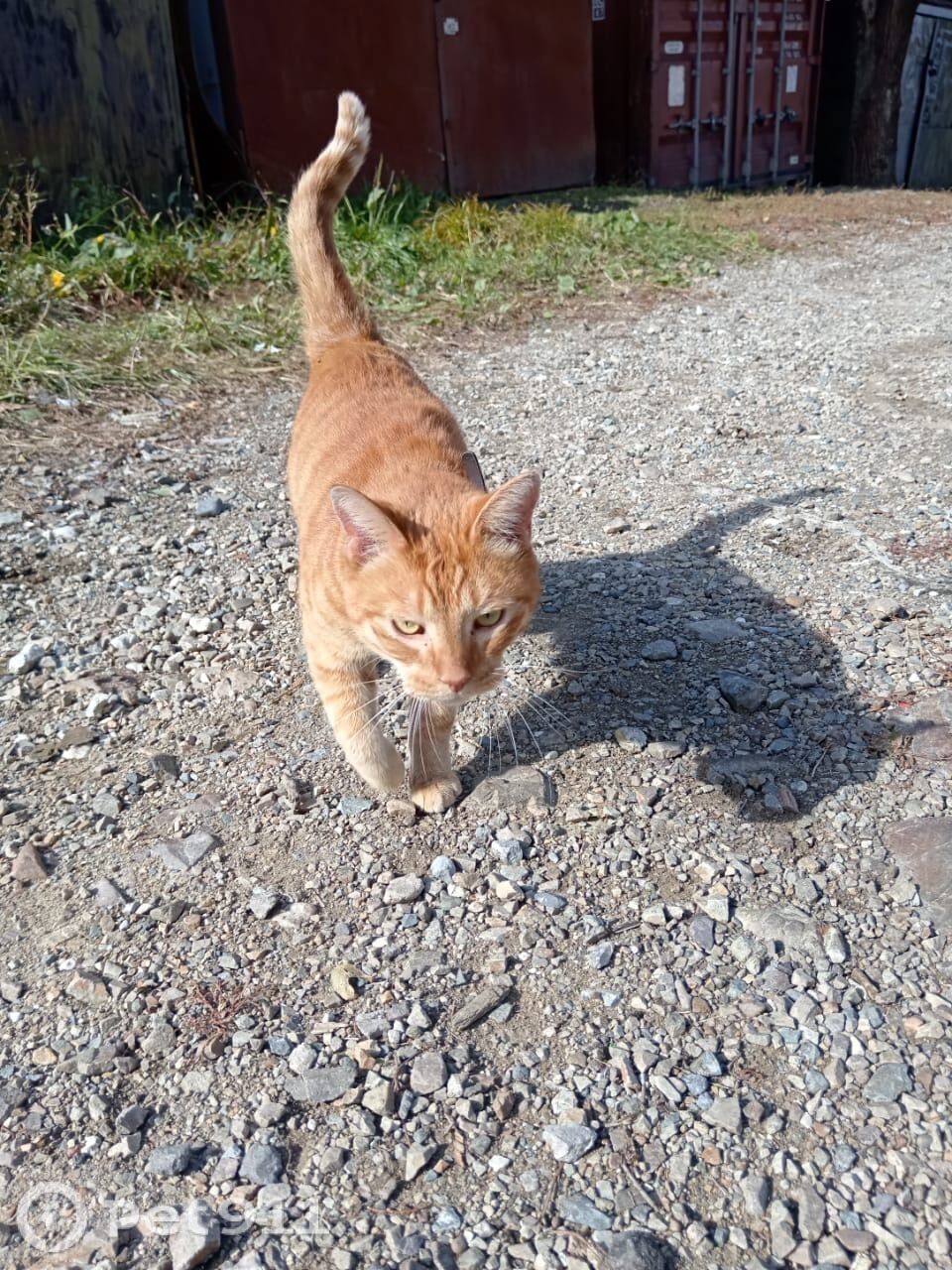 Найдена кошка в Владивостоке — фото объявления