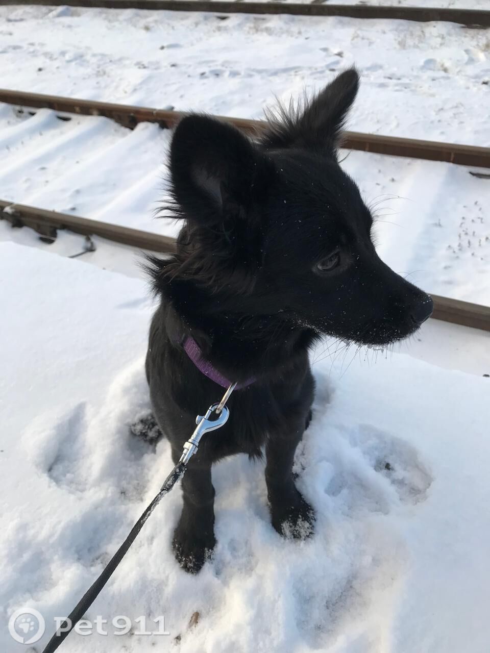 Пропала собака в Владивостоке — фото объявления
