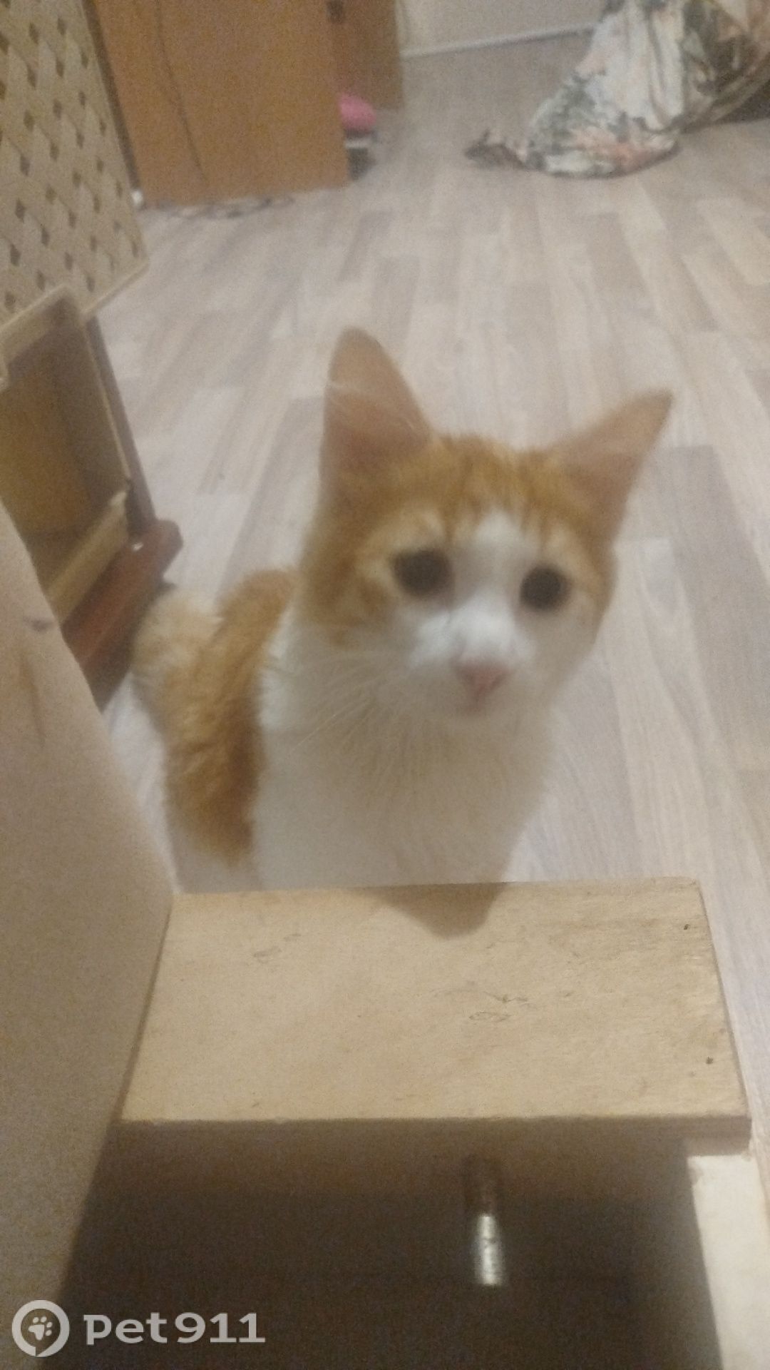 Пропала кошка в Владивостоке — фото объявления