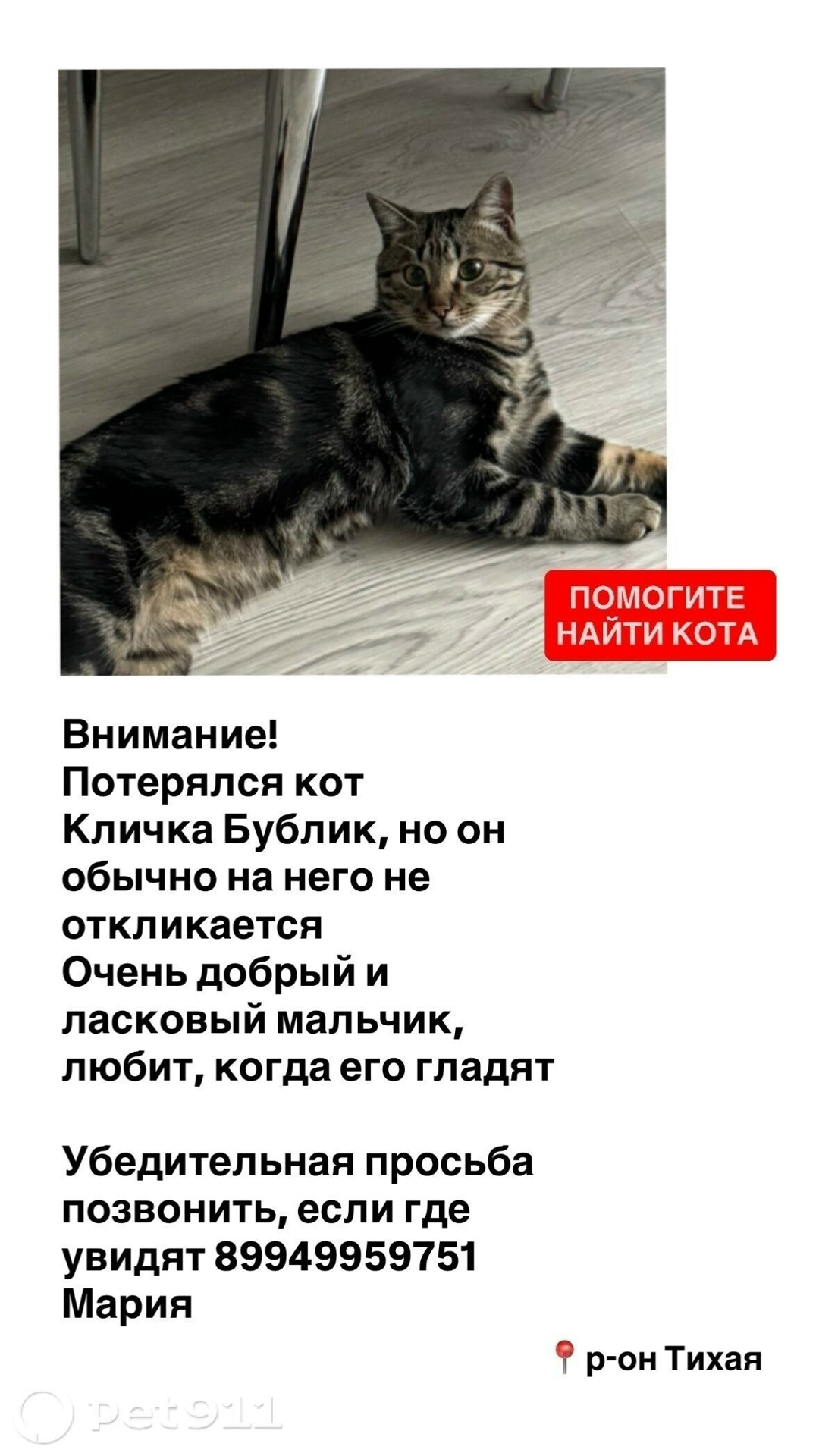 Пропала кошка в Владивостоке — фото объявления