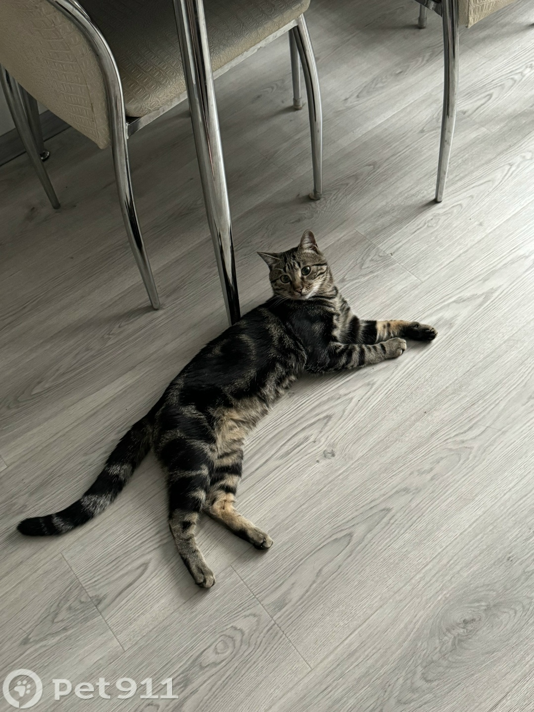 Пропала кошка в Владивостоке — фото объявления