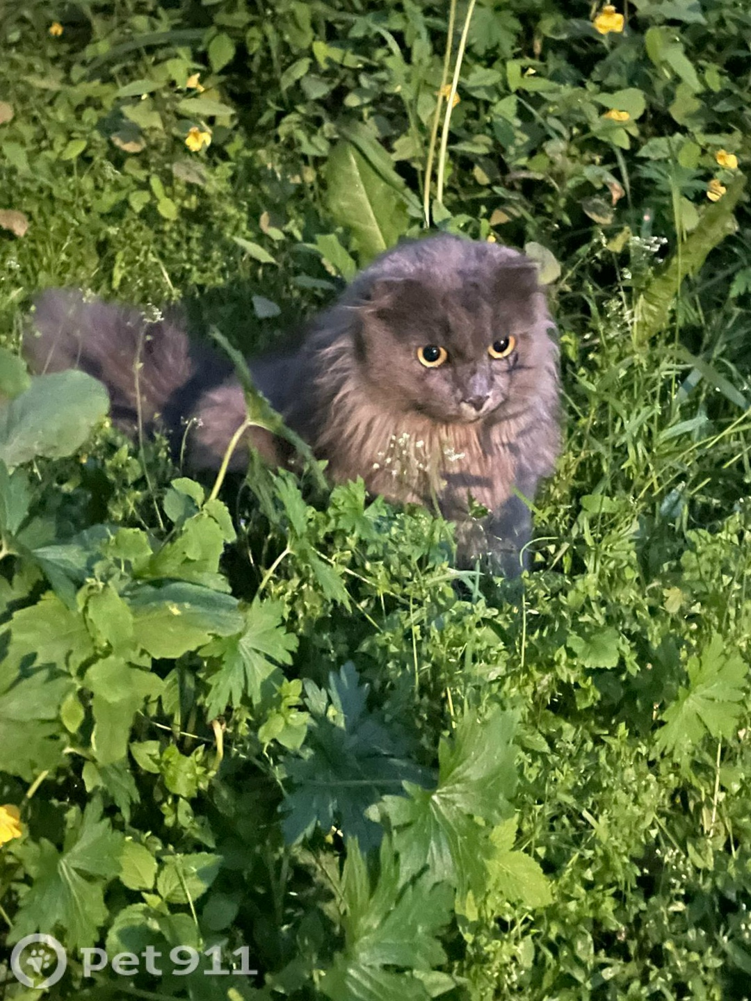 Найдена кошка в Владивостоке — фото объявления