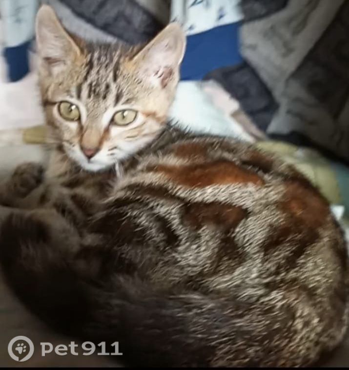 Найдена кошка в Владивостоке — фото объявления