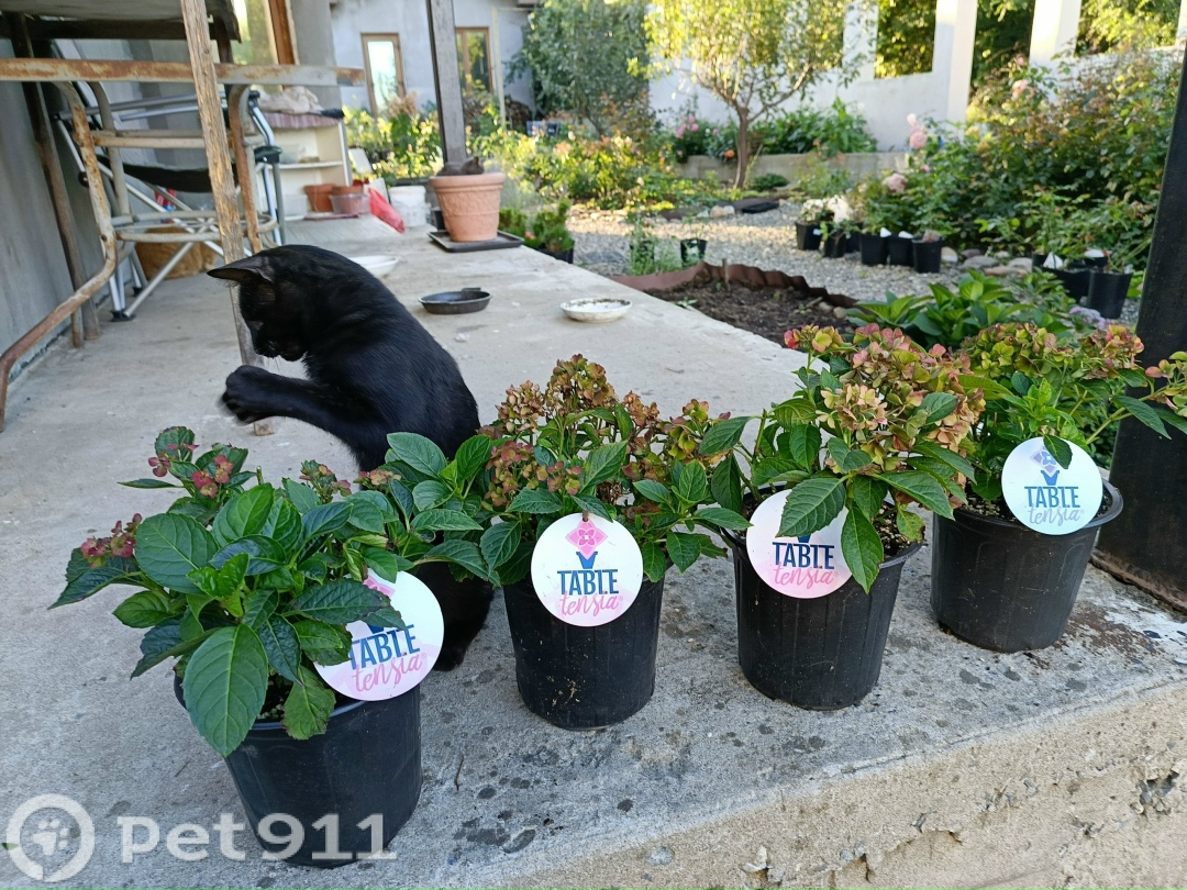 Пропала кошка в Владивостоке — фото объявления