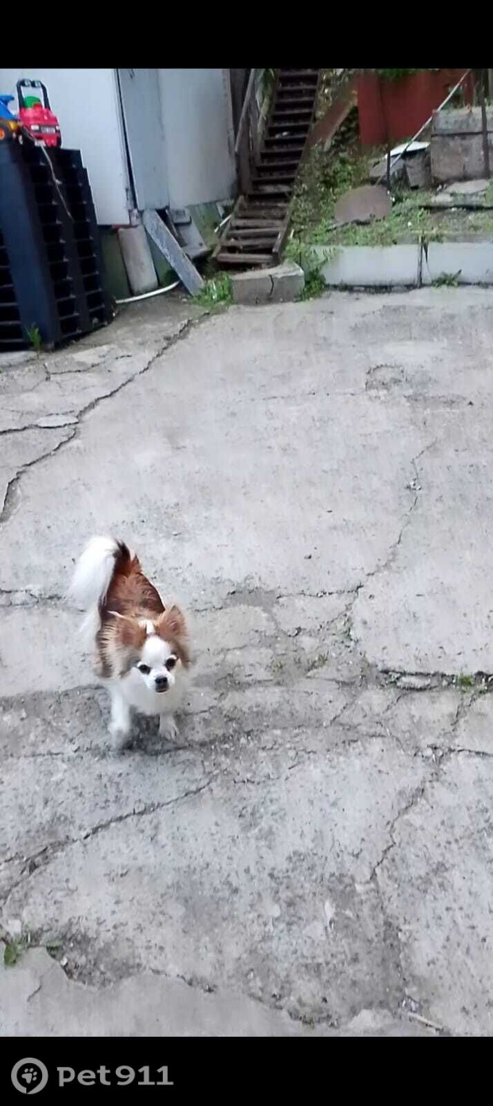 Пропала собака в Владивостоке — фото объявления