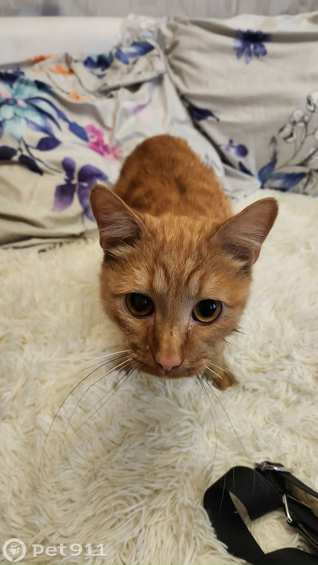 Найдена кошка в Владивостоке — фото объявления