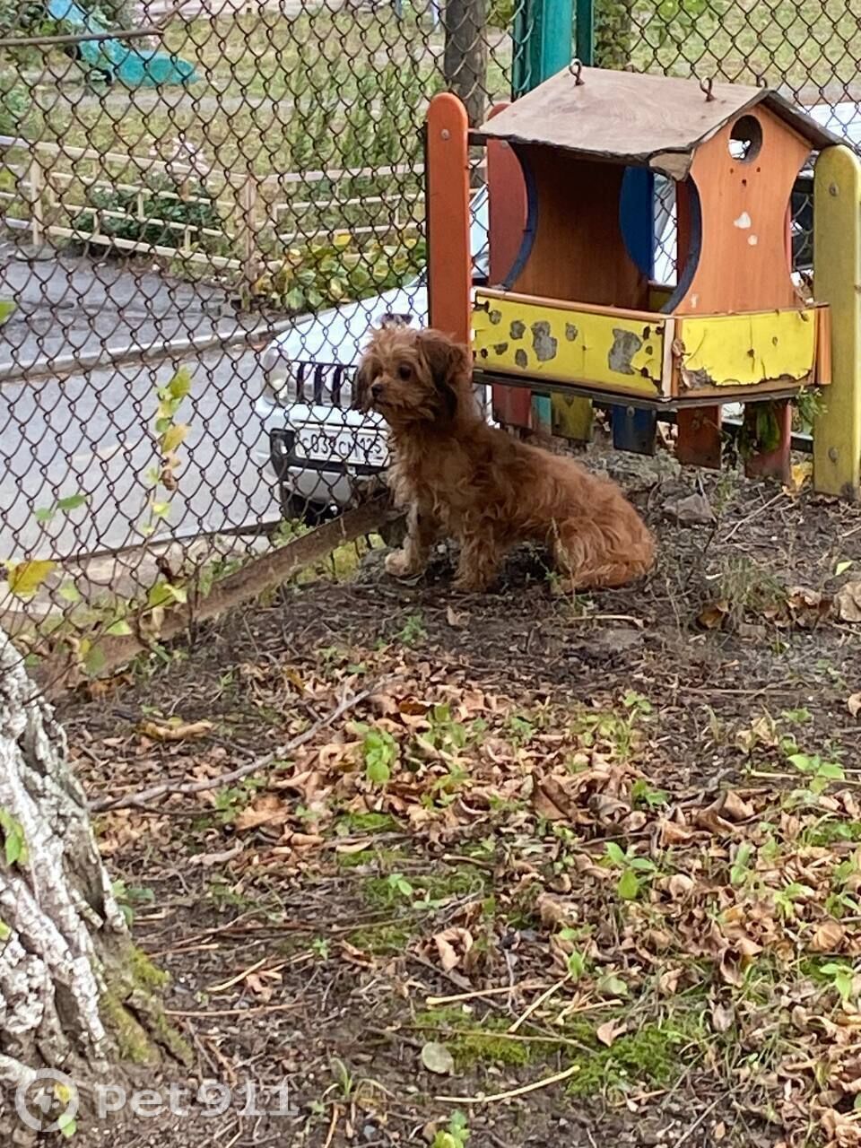 Найдена собака в Владивостоке — фото объявления