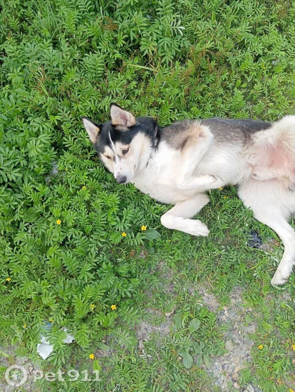 Пропала собака в Владивостоке — фото объявления