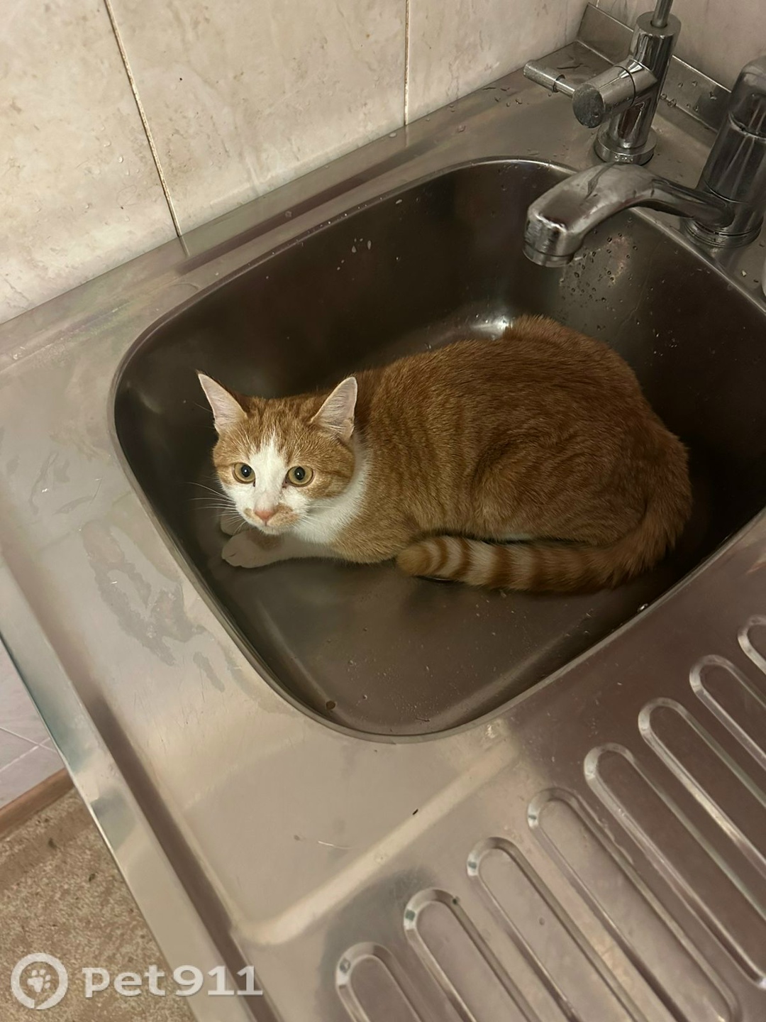 Пропала кошка в Владивостоке — фото объявления