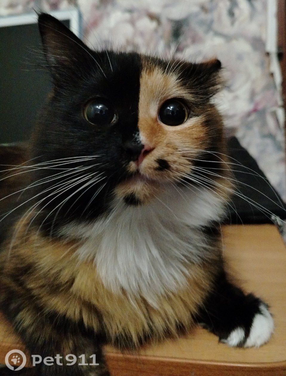 Пропала кошка в Владивостоке — фото объявления