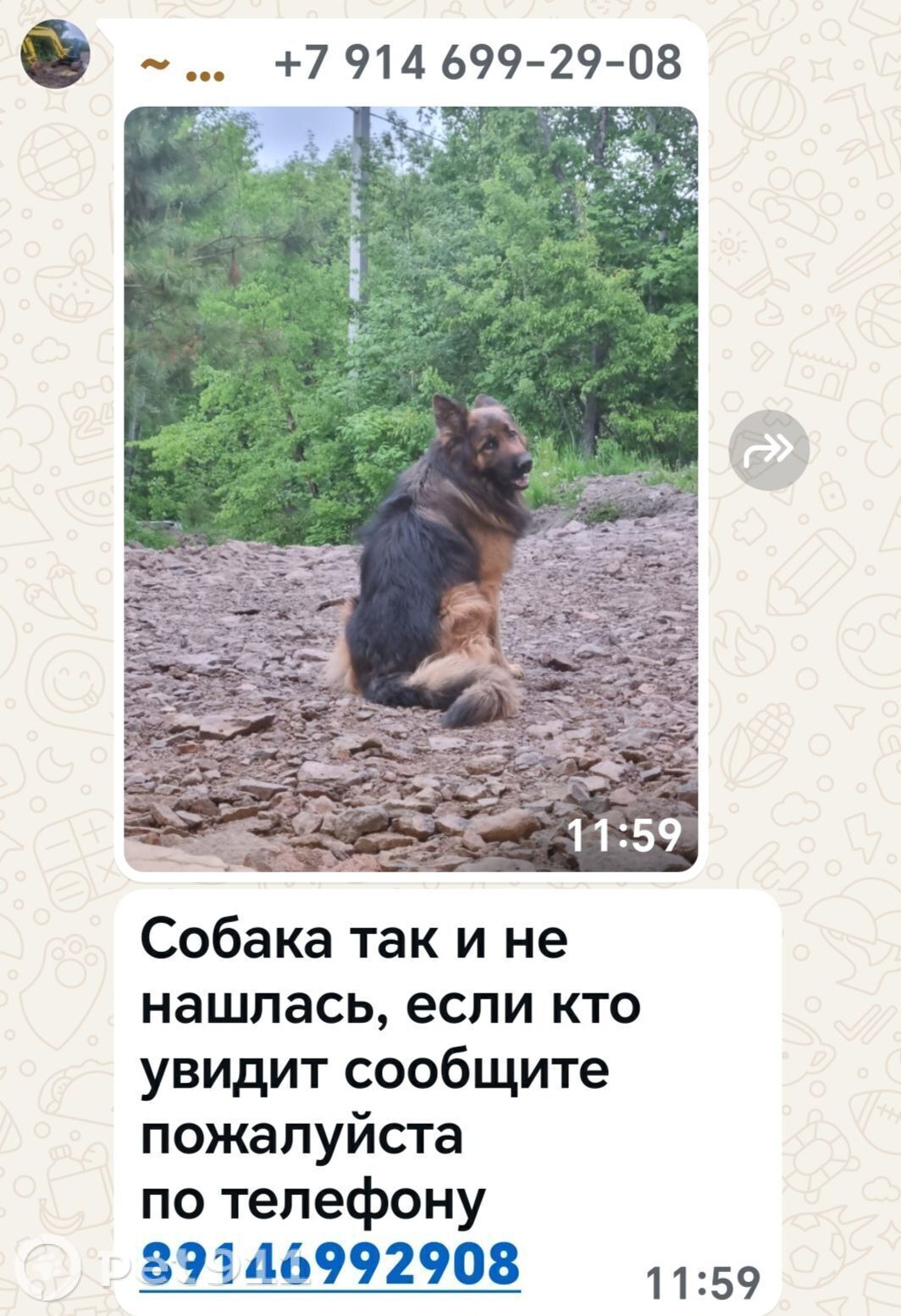 Пропала собака в Владивостоке — фото объявления