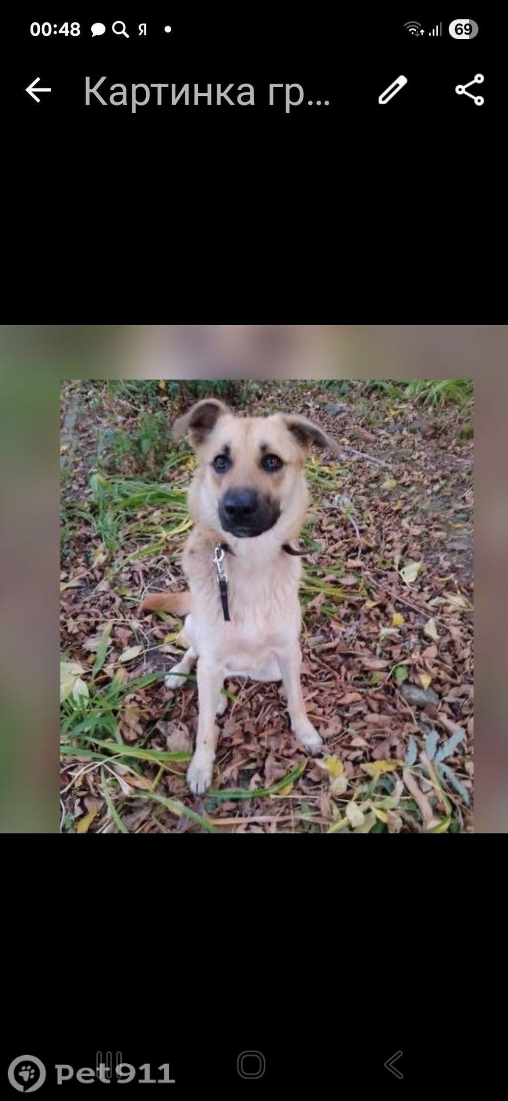 Найдена собака в Владивостоке — фото объявления