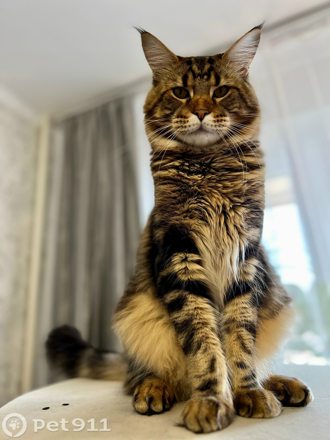 Пропала собака в Владивостоке — фото объявления