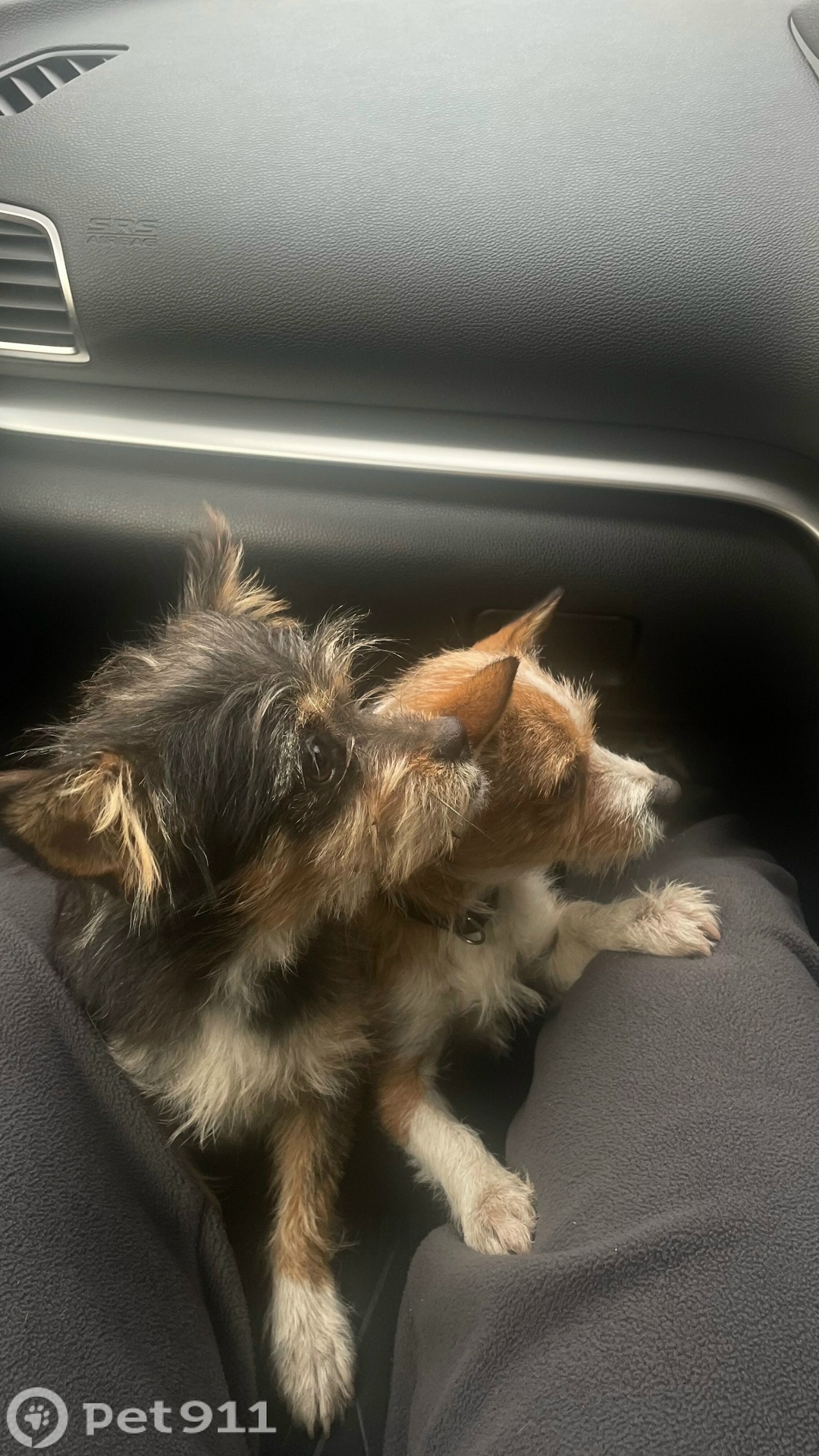 Найдена собака в Владивостоке — фото объявления