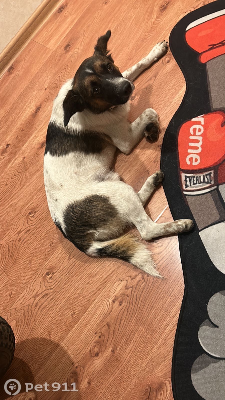 Найдена собака в Владивостоке — фото объявления