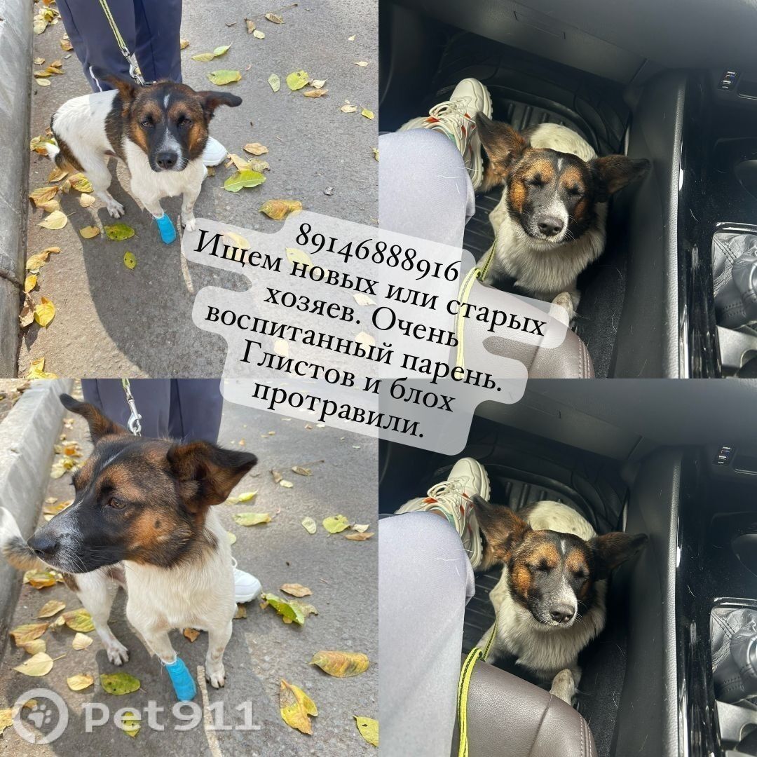 Найдена собака в Владивостоке — фото объявления