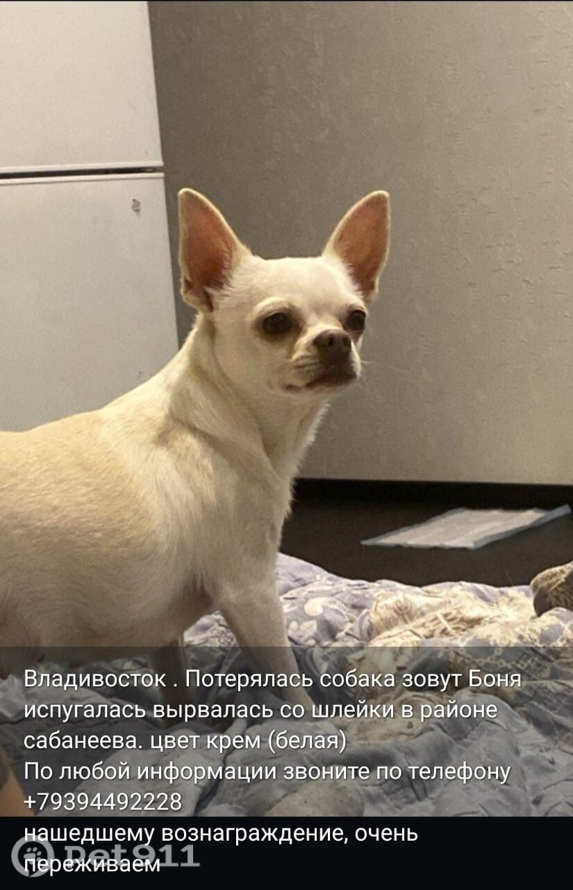Пропала собака в Владивостоке — фото объявления