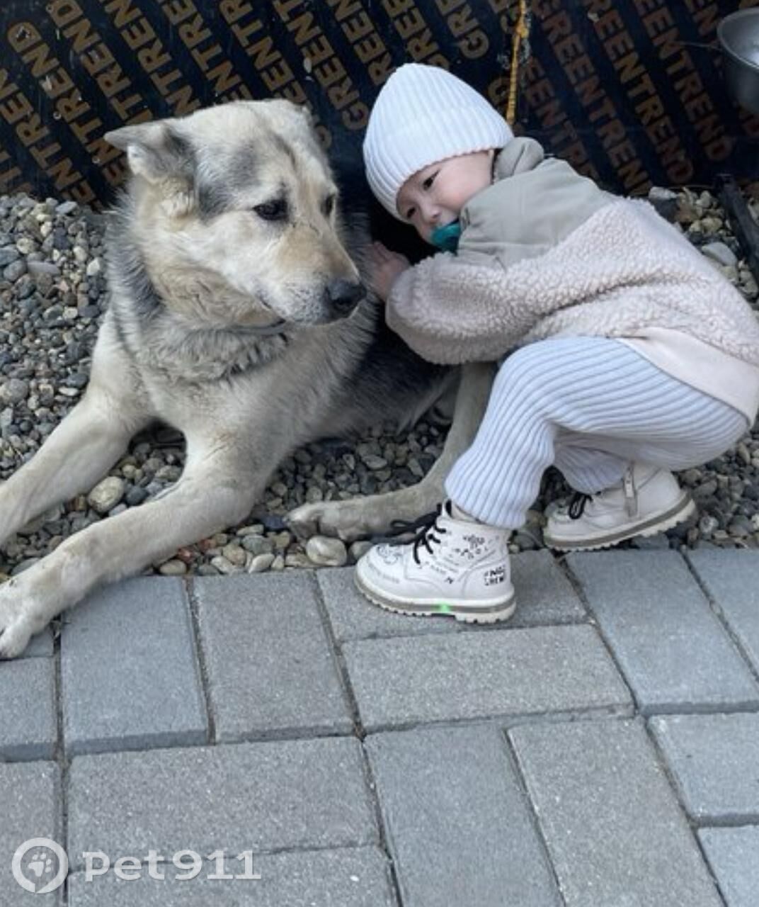 Пропала собака в Владивостоке — фото объявления