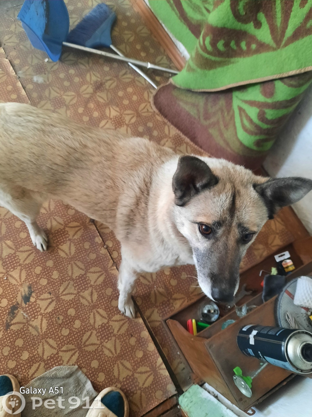 Найдена собака в Владивостоке — фото объявления