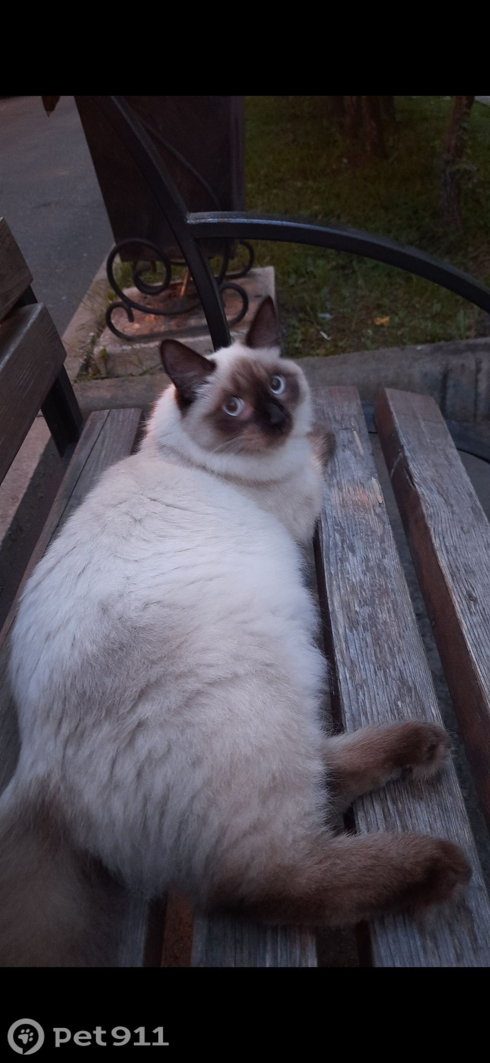 Пропала кошка в Владивостоке — фото объявления