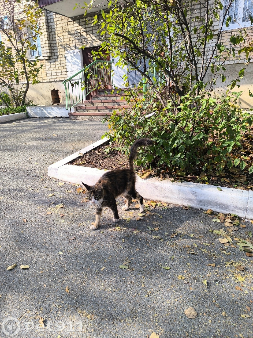Найдена кошка в Владивостоке — фото объявления